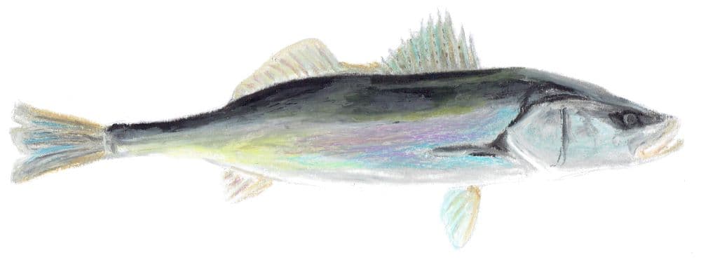 スズキ Seabass