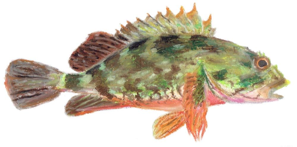 カサゴ Marbled Rockfish