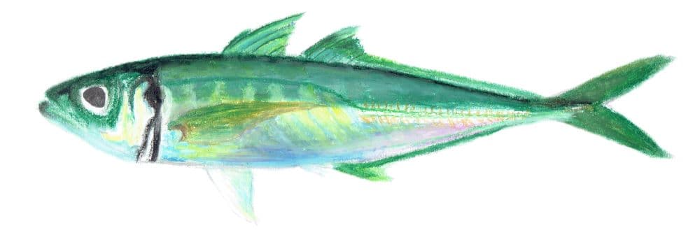 マアジ Horse Mackerel