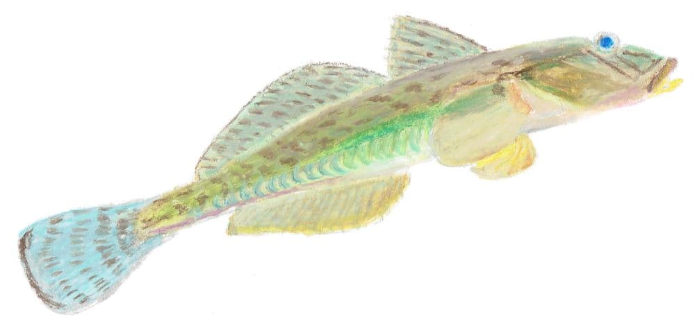 マハゼ Japanese Common Goby