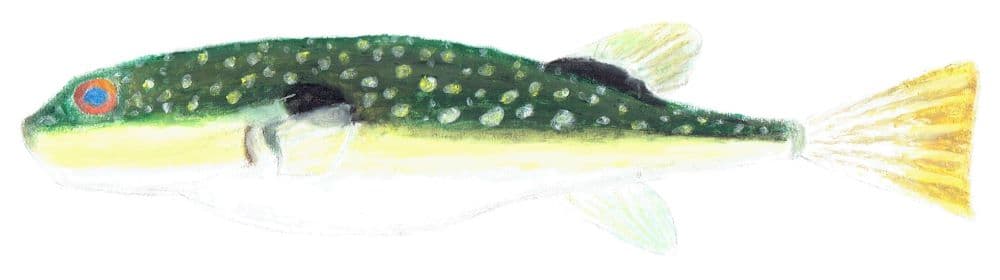クサフグ Grass puffer